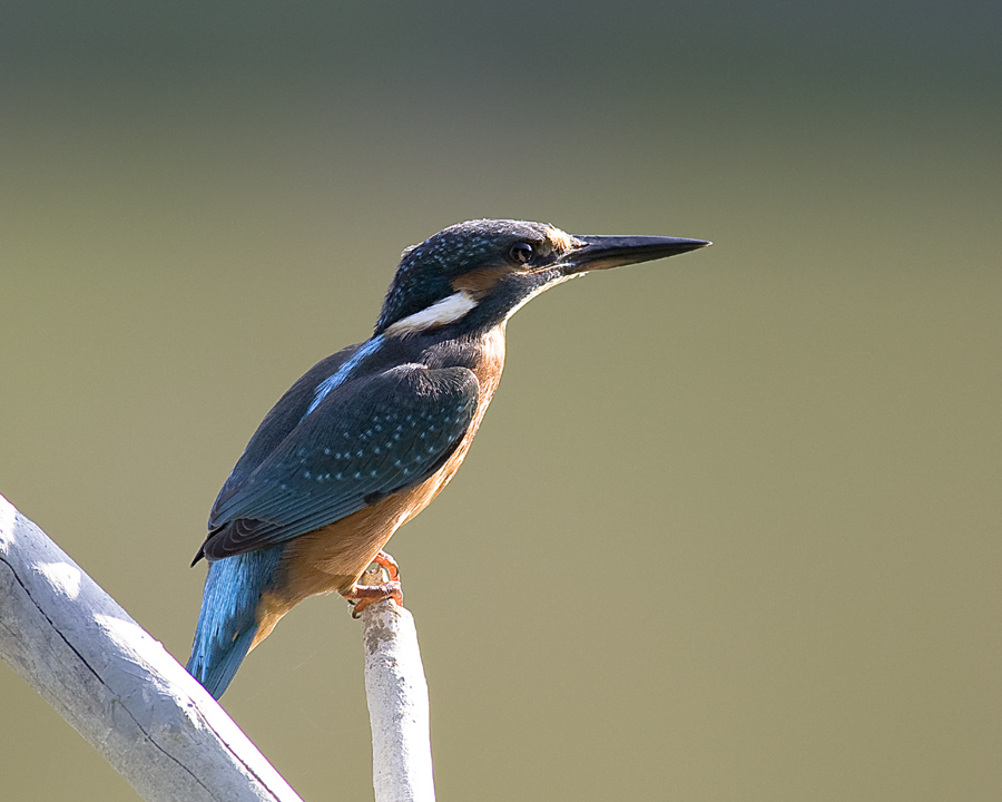 Piccola serie del martin pescatore